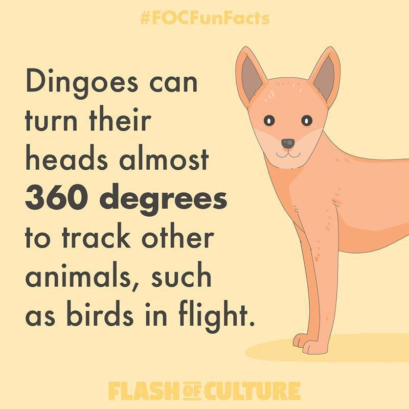 How far can dingoes rotate their head?-Flash of Culture™