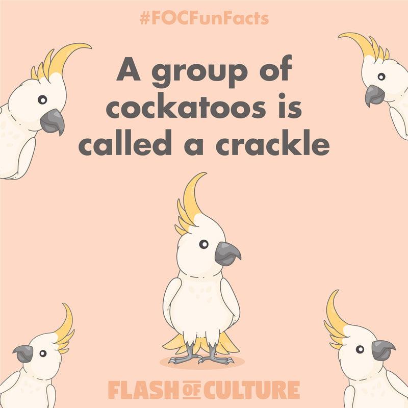 What is a group of cockatoos called? Flash of Culture