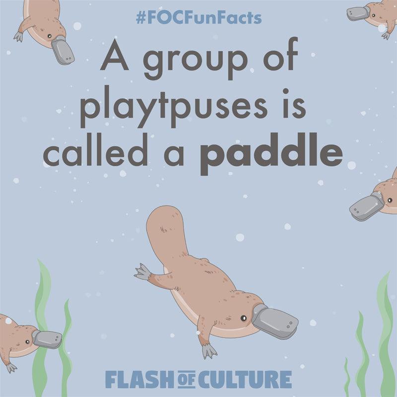 What is a group of platypuses called? Flash of Culture