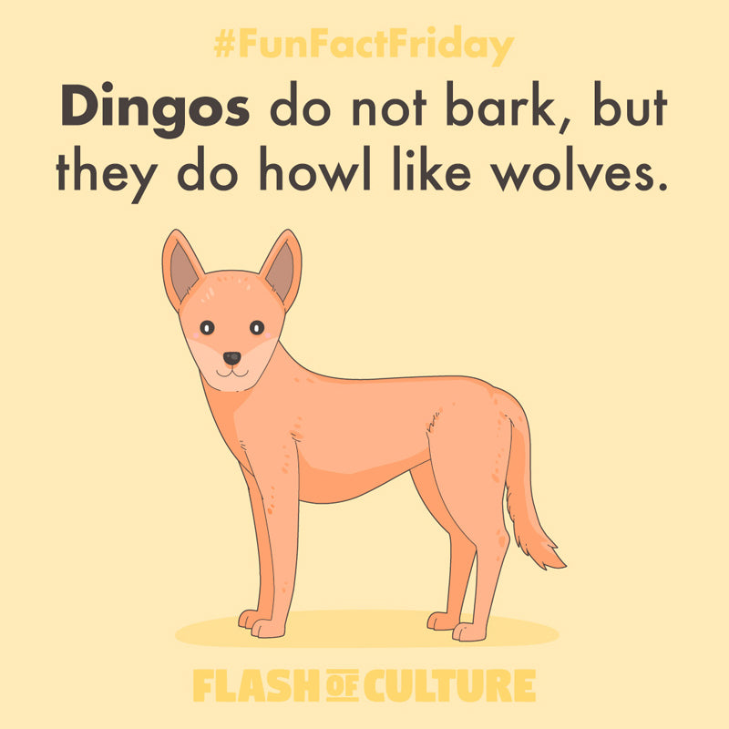 Dingos do not bark, but they do howl like wolves.
