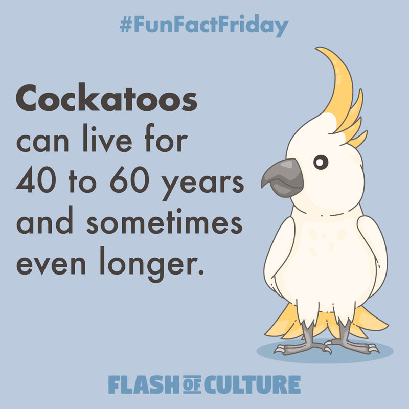 Cockatoo fun fact