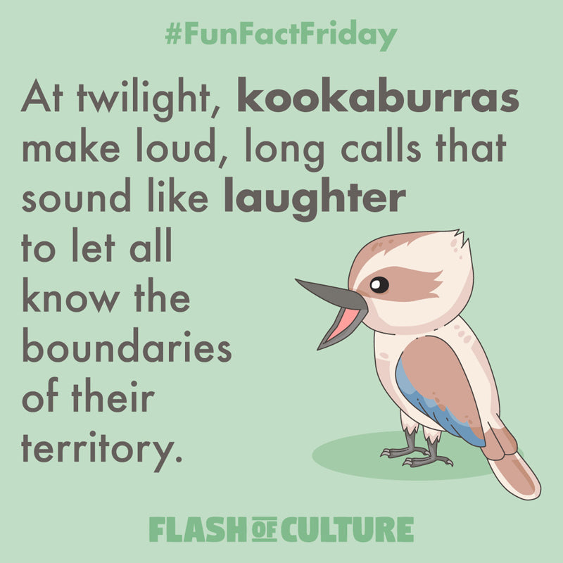 Why do kookaburras laugh?