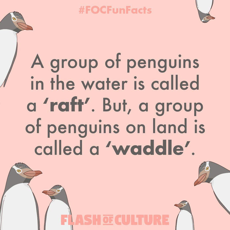 What do you call a group of penguins?