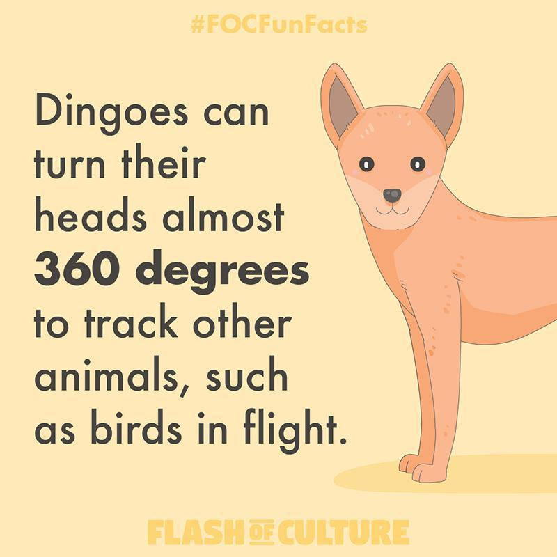 How far can dingoes rotate their head?-Flash of Culture™