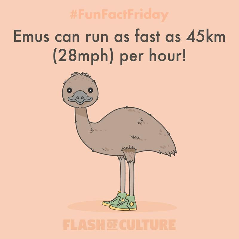 How fast can emus run?-Flash of Culture™