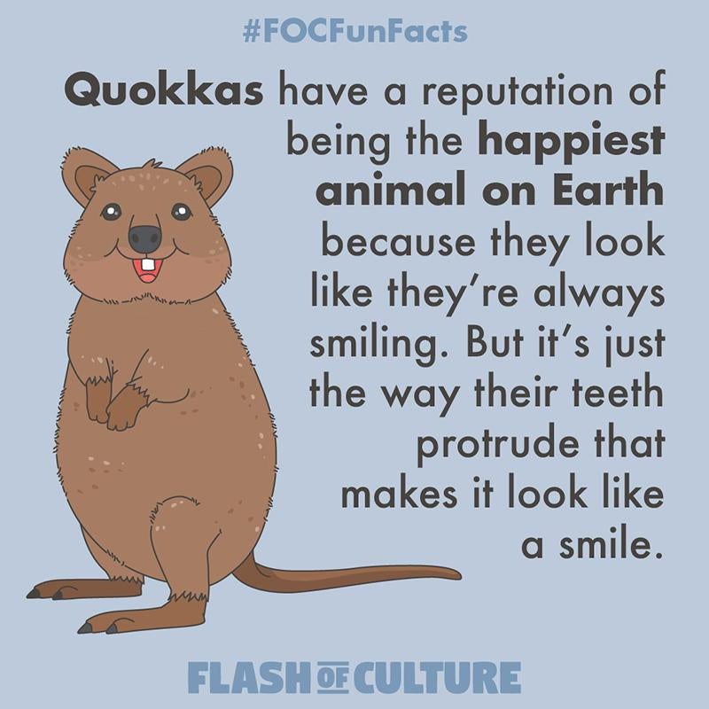 Are quokkas really smiling?-Flash of Culture™