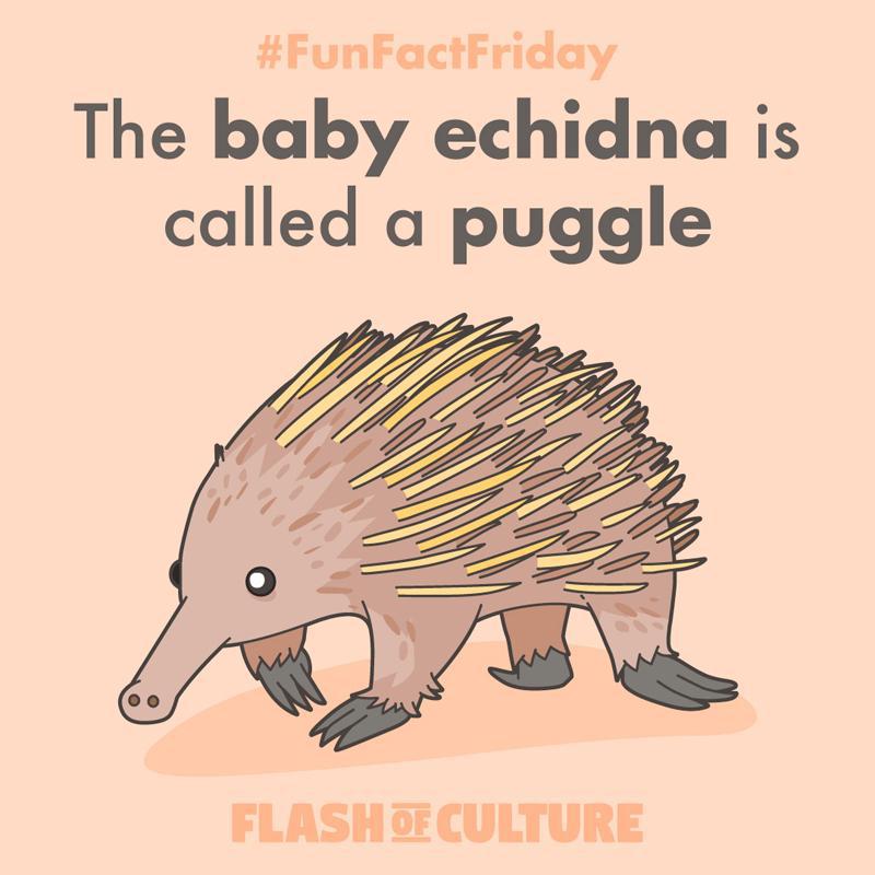 What do you call a baby echidna?
