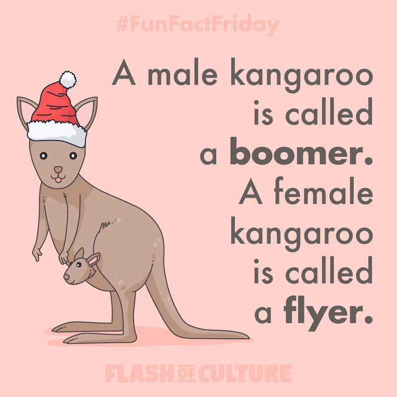 What do you call a female and male kangaroos?-Flash of Culture™