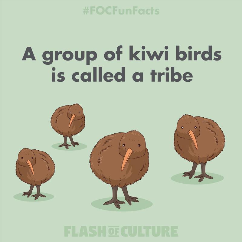A group of kiwi birds is called a tribe