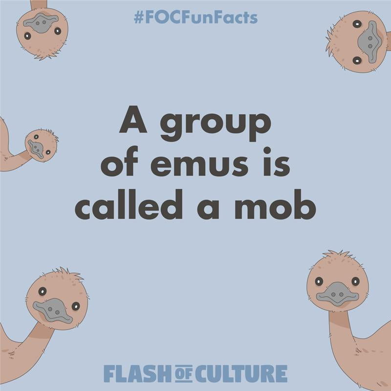 What do you call a group of emus?-Flash of Culture™