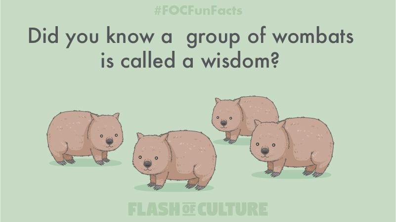 What do you call a group of wombats? – Flash of Culture