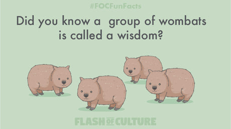 What do you call a group of wombats?