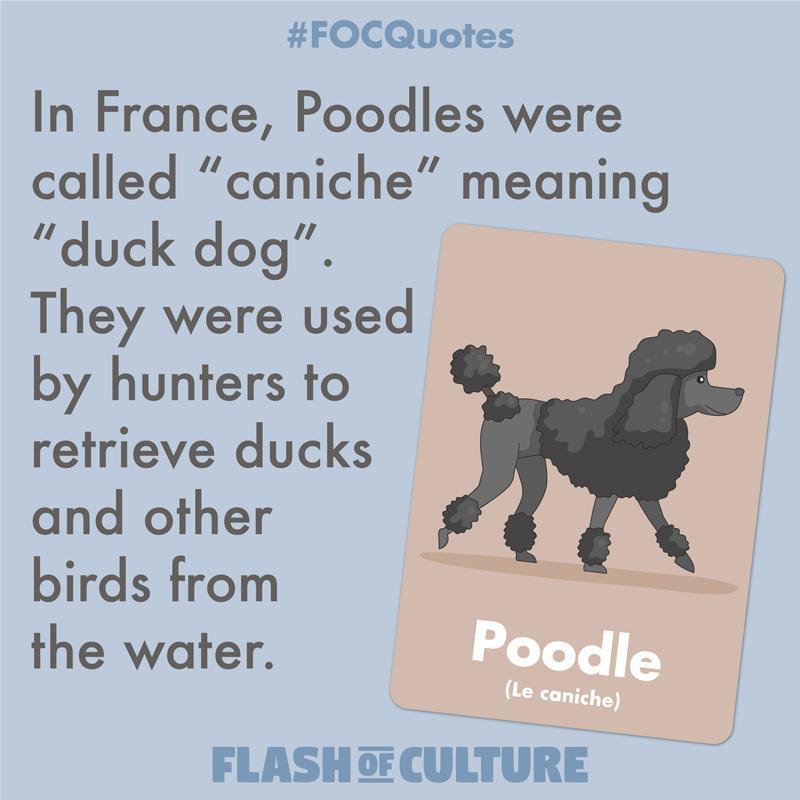 Were French Poodles hunting dogs?