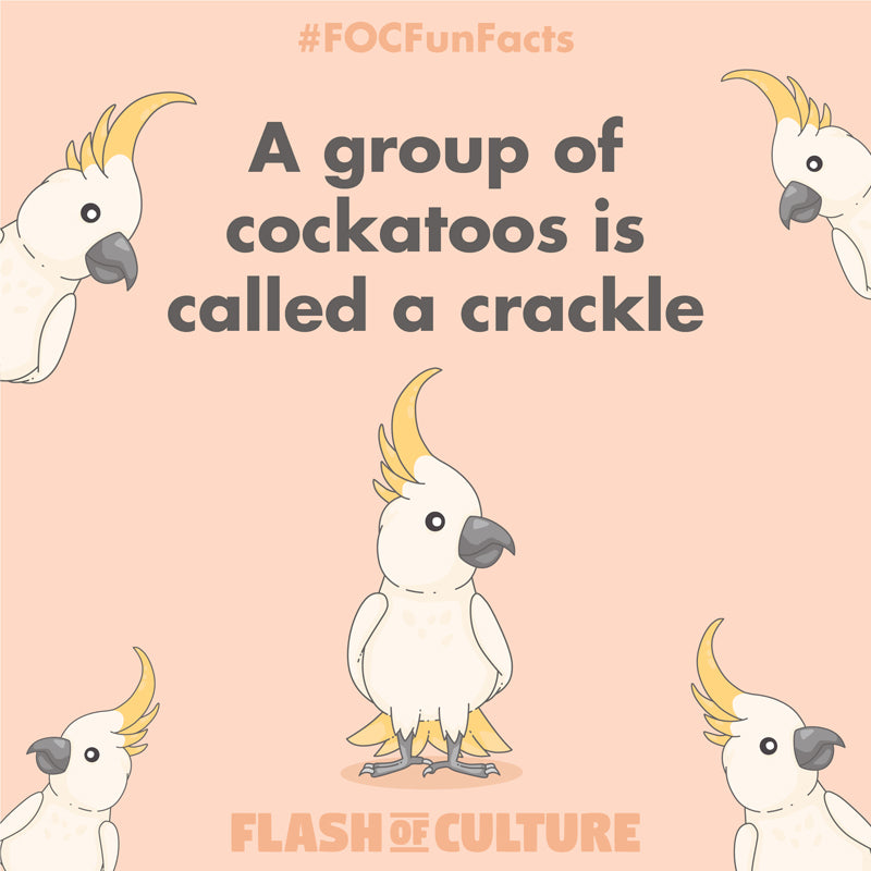 What is a group of cockatoos called?