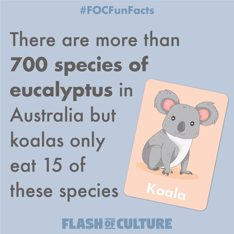 Koala eucalyptus tree fun fact