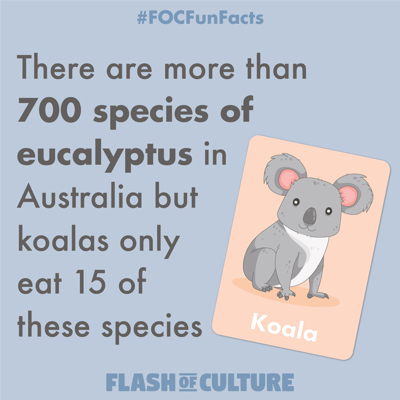 Koala eucalyptus tree fun fact