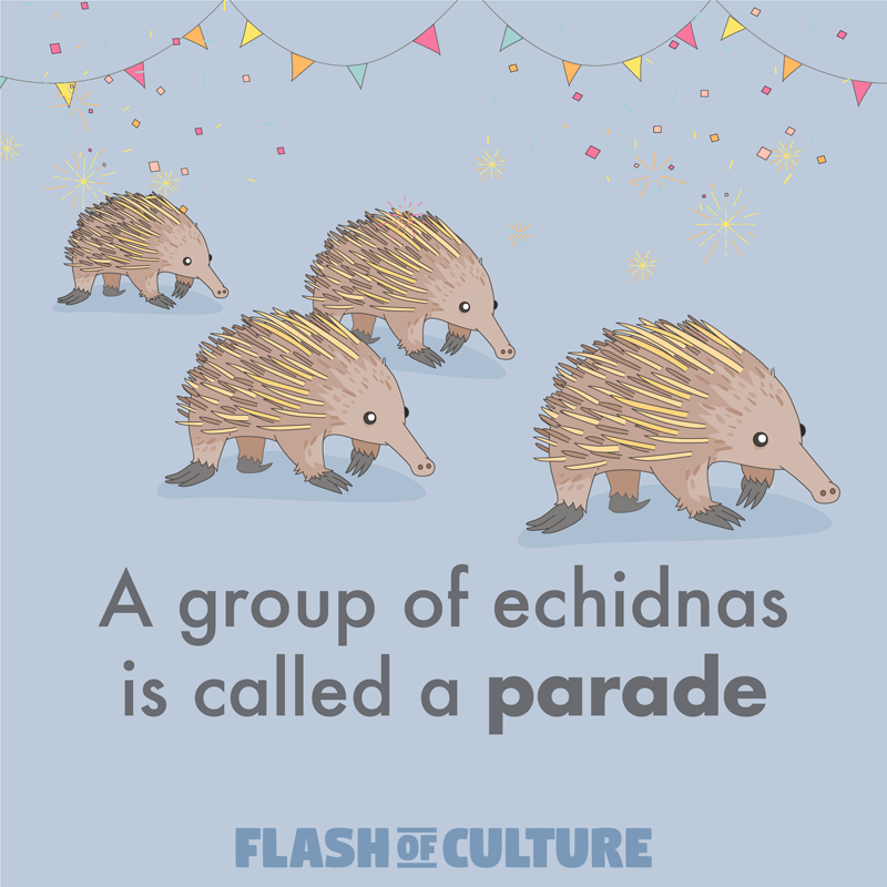 A group of echidnas is called a parade