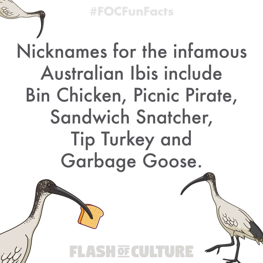 Australian Ibis fun facts