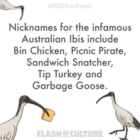 Australian White Ibis sticker, Australian Animal stickers