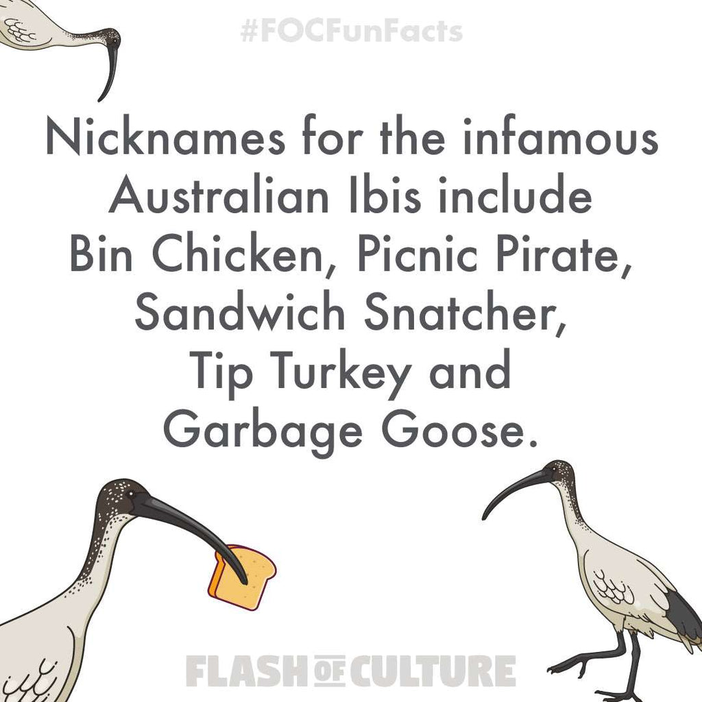 Australian Ibis fun facts